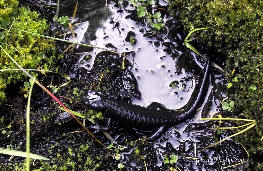 Salamandra lanzai